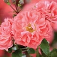 3 Gal. Coral Drift Rose Bush Winter hardy Rose Bush