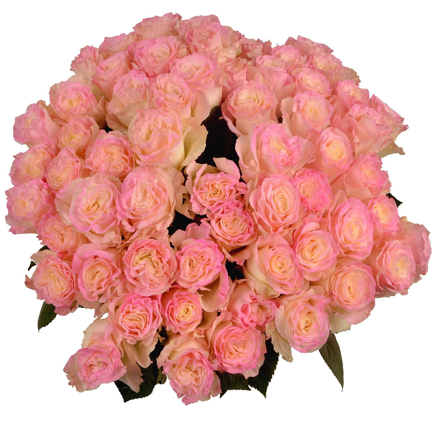 rose♤rose Member's Mark Illusion Roses, 96 stems, Choose color variety