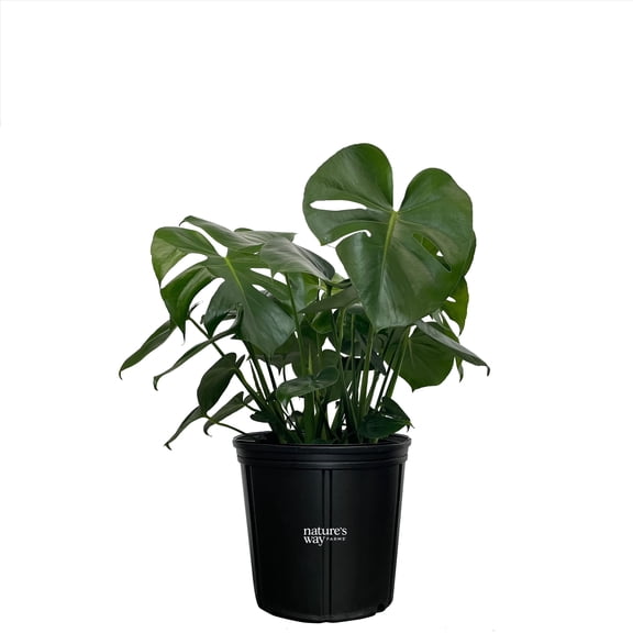 Nature's Way Farms Philodendron Monstera Live Plant (25-30 inches tall) in growers pot