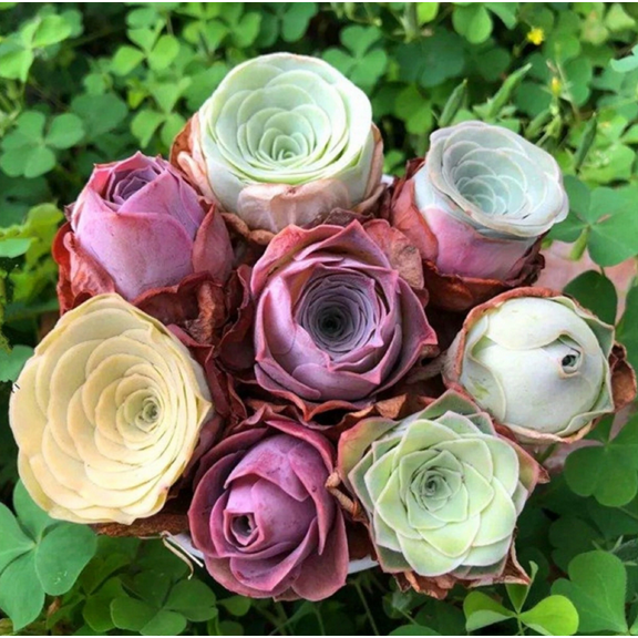 15 Seeds Aeonium Greenovia Aurea Mountain Rose Seeds Green Rose Rare Succulent Seeds