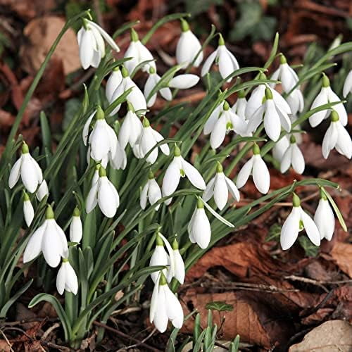 YEGAOL Garden 20Pcs Snowdrop Seeds Galanthus Nivalis Seeds Low
