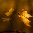 thumbnail image 4 of Lente SIGMA 56mm F1.4 DC DN (C) -RF, 4 of 4
