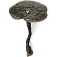 thumbnail image 4 of Cultures de Champignons Gourmet et Médicinales (Ganoderma formosanum), 4 of 4