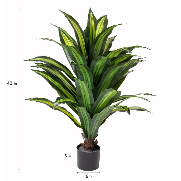lucky bamboo dracaena sanderiana Dracaena Sanderiana Lucky Bamboo – NurseryRx main image 1
