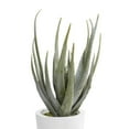 thumbnail image 6 of DecMode 34" Artificial Aloe Vera Plant in Realistic Leaves and White Fiberglass Pot, 6 of 8