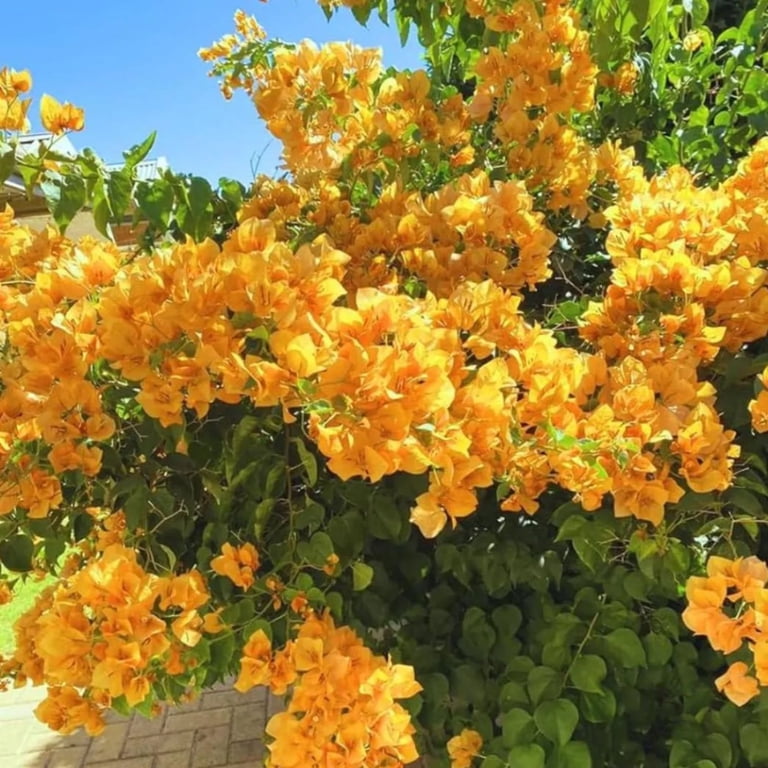 California Gold Bougainvillea Vine Starter Plant, California Gold