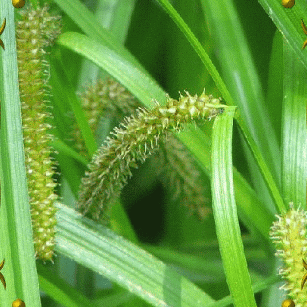 Everwilde Farms - 1 oz Northwest Territory Sedge Native Grass Seeds - Gold Vault Bulk Seed Packet