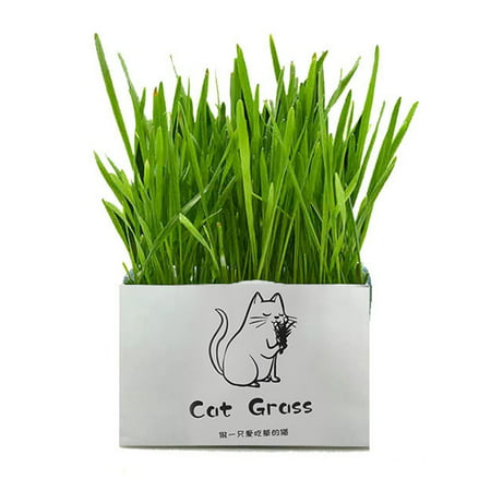 Pet Cat Grass Soilless Hydroponic Seed Growing for Oral Cavity Cleaning