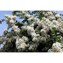35 WHITE CREPE MYRTLE Lagerstroemia Indica Flowering Shrub Bush Small Tree Seeds
