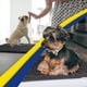 thumbnail image 5 of Felpudo para perros Muddy Mat®, original, de microfibra superabsorbente, 5 of 6