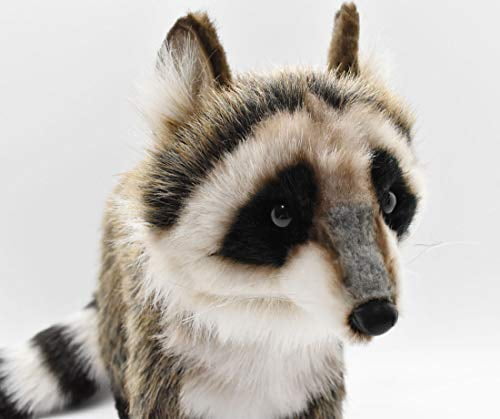 hansa raccoon
