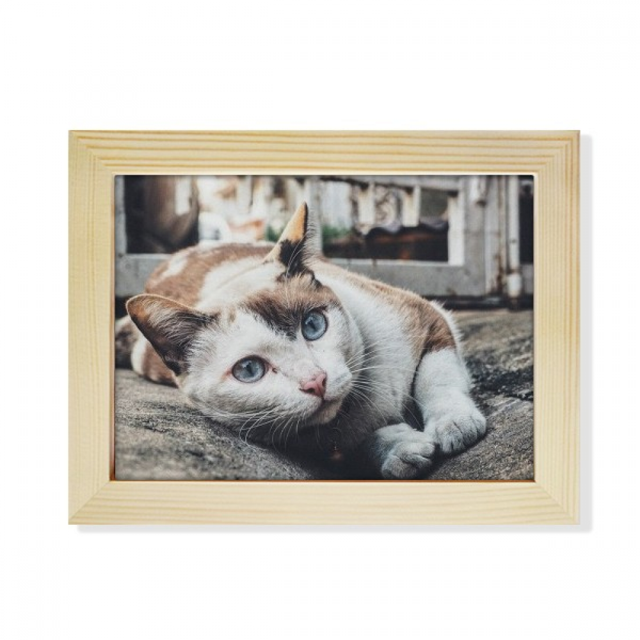 Animal Colorful Cat Photograph Picture Desktop Photo Frame Picture Art Decoration Painting 6x8 inch