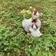 thumbnail image 4 of Fiudx Maceta de Resina con Forma de Gallina, Diseño Original de Padre E Hijo, Adorable Gallina y Pollito, Adorno Decorativo para Jardín, Decoración para El Escritorio Del Hogar y El Balcón, Ideal par, 4 of 7