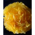 thumbnail image 1 of 12"Tissue Pom Poms Yellow, 1 of 1