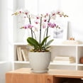 thumbnail image 5 of Wliror 8 Inch Cream White Ceramic Planter with Drainage – Warm Off‑White Flower Pot for Indoor Plants, Fiddle Leaf Figs, Ferns, 5 of 7
