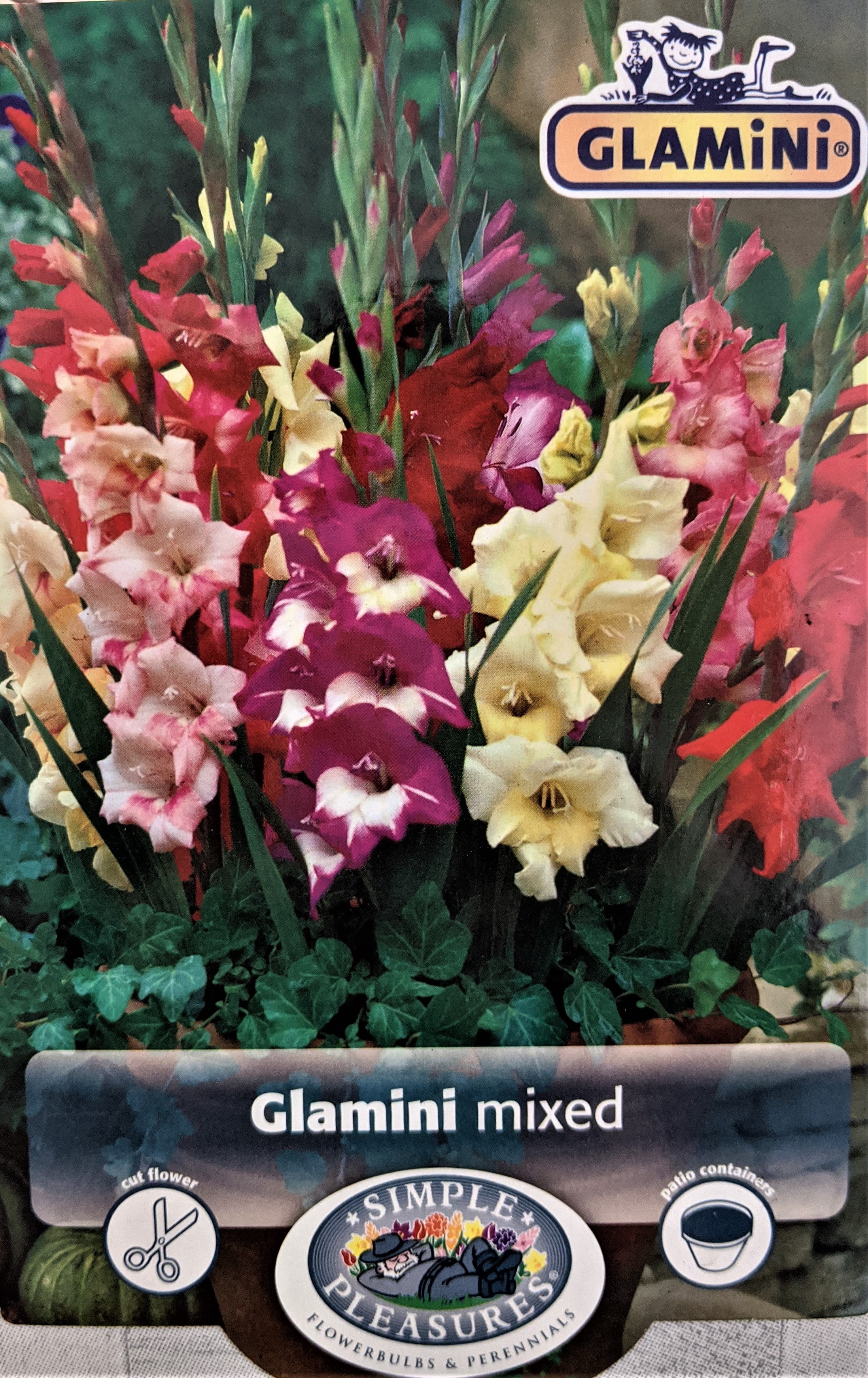 Mixed Glamini Gladiolus 10 Bulbs NEW! Petite 10/12 cm Walmart