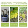 thumbnail image 3 of Plant Nutrition Powder, Succulent Green Flower Plant Pot Transplanting Root Growth Nutrition Powder, 3 of 5