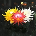 thumbnail image 3 of Lámpara Solar de crisantemo, 2 uds., luz de jardín, flores artificiales, césped, paisaje, jardín, decoración exquisita, creativa Iluminación y accesorios Crisantemo rosa crisantemo rosa Advancent HA073440-03, 3 of 6