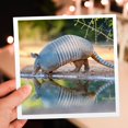 thumbnail image 7 of 3drose, Nine-banded Armadillo, Dasypus Novemcinctus, Drinking, 6 Greeting Cards with Envelopes, 7 of 7