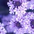 thumbnail image 2 of Purple Flowers Poster Print by PhotoINC Studio (24 x 24), 2 of 2