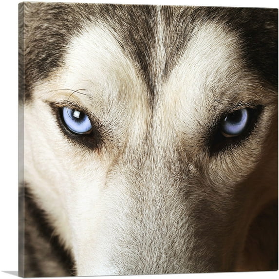 ARTCANVAS Wolf on Cliff Observing Mountain Landscape Canvas Art Print - Size: 26" x 26" (0.75" Deep)