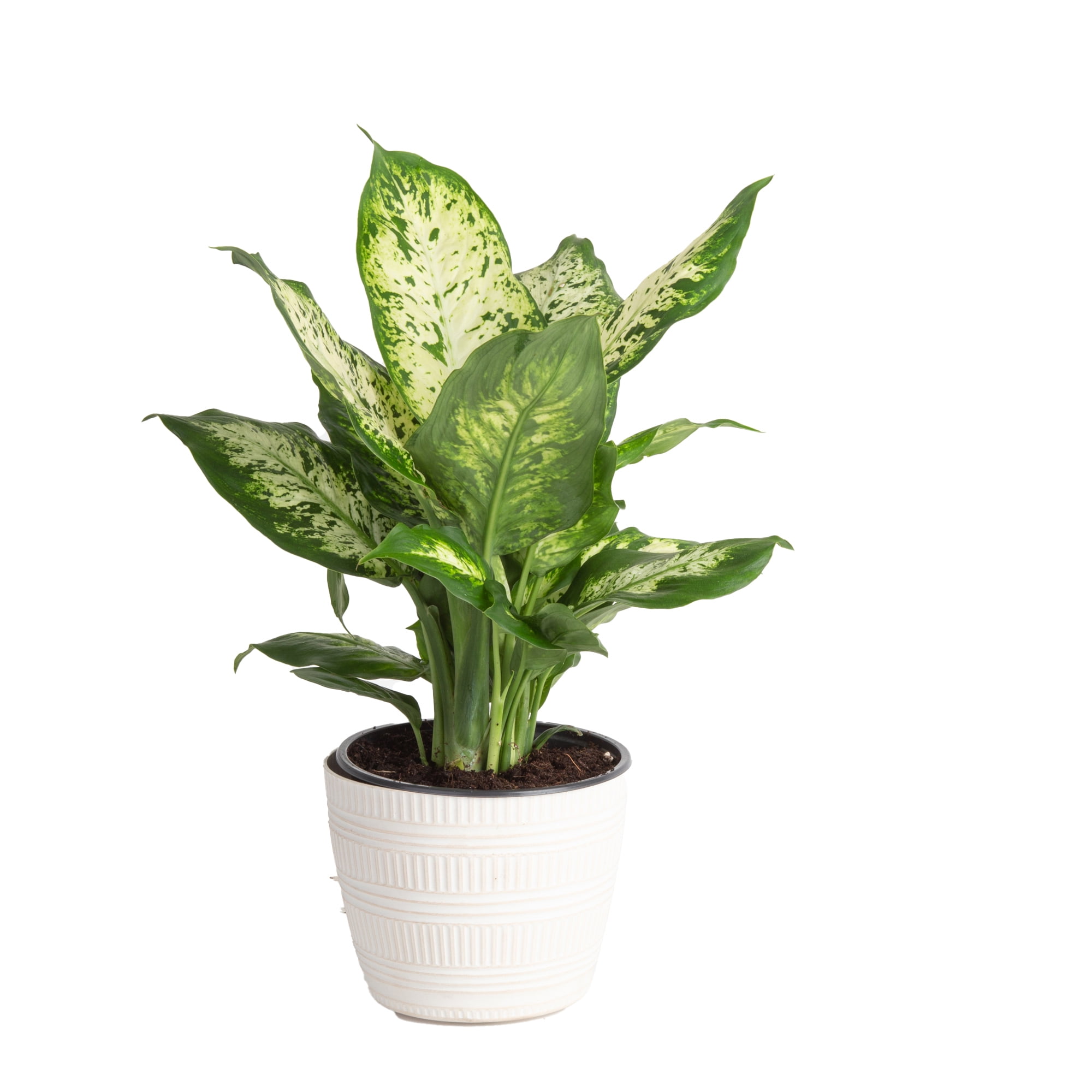 Plants with Benefits Live Green Dieffenbachia Plant in 10in. Grower Pot