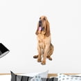 thumbnail image 1 of Front Bloodhound Sthubert or Wall Decal by Wallmonkeys Peel and Stick Graphic (24 in H x 16 in W) WM299315, 1 of 4