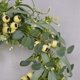 thumbnail image 5 of Corona de eucalipto ckepdyeh, corona de hojas de eucalipto artificiales con bayas grandes, corona de vegetación de primavera/verano para puerta de entrada, 5 of 7
