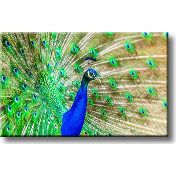 Beautiful Peacock Picture on Stretched Canvas, Wall Art Décor, Ready to Hang