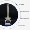 thumbnail image 2 of 45cm Human Spine With Pelvic Human Anatomical Anatomy Spine Spinal Column +stand Fexible, 2 of 5