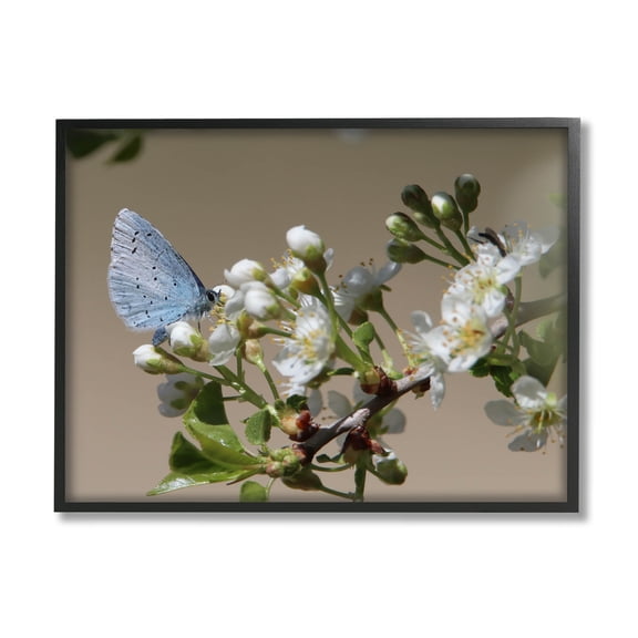Stupell Industries Butterfly Perched Budding Flower Photograph Black Framed Art Print Wall Art, Design by Daphne Polselli