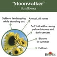 Burpee Moonwalker Sunflower Flower Seed, 1Pack