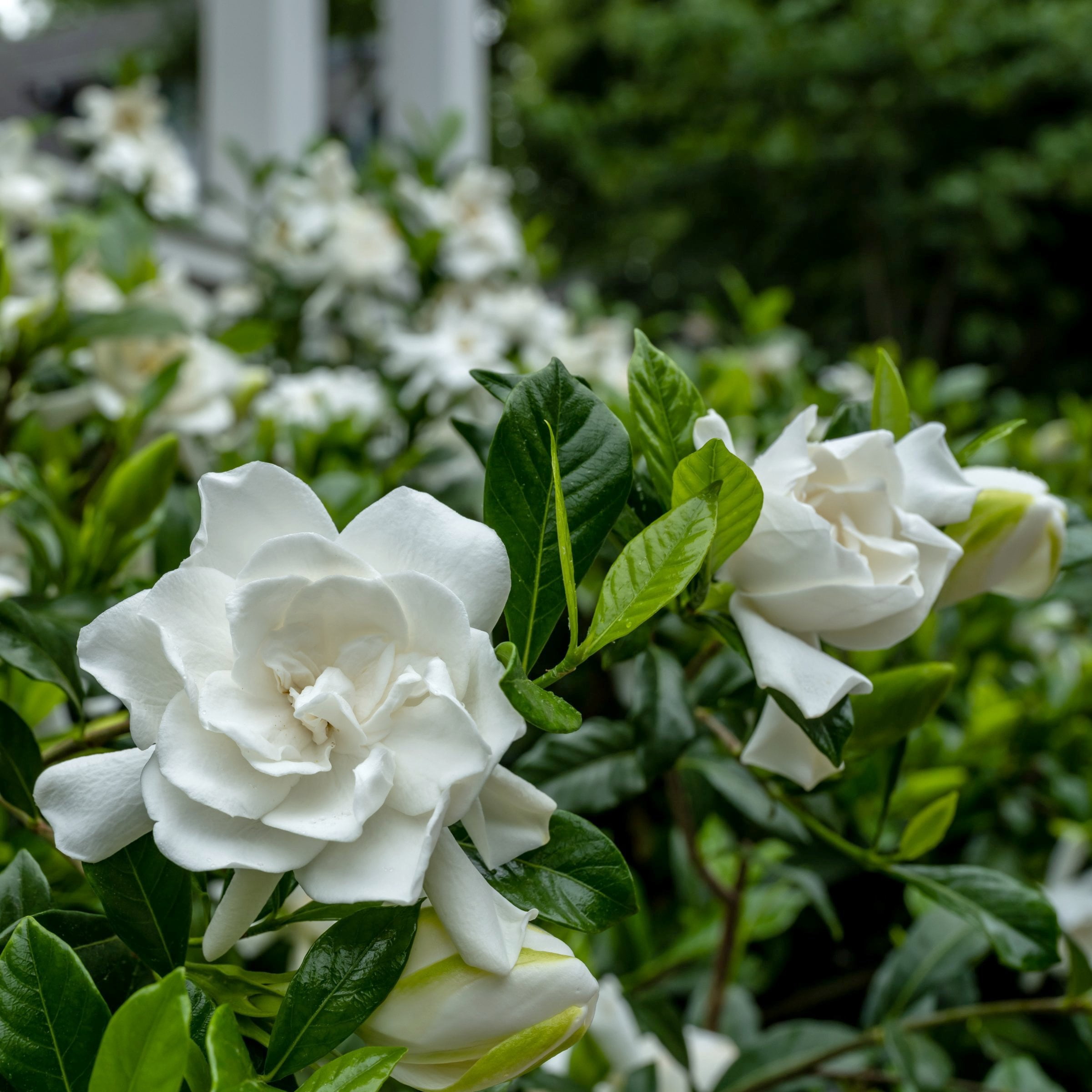 National Plant Network 3 gal. Gardenia Stairway To Heaven Live Shrub