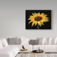 thumbnail image 3 of Trademark Fine Art 'Sunflowers Centered' Canvas Art by Assaf Frank, 3 of 3