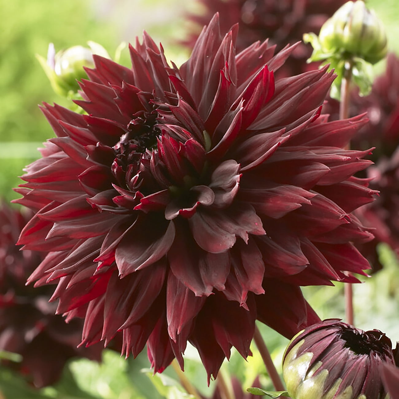 Van Zyverden Dahlias Black Touch, 3 Bulbs, Black, Full Sun, Annual, Flowering