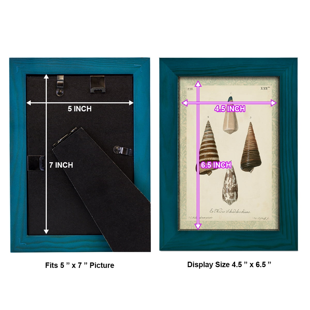 Bookplate Shells VI - Framed Print w/glass - Ocean Blue