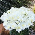 thumbnail image 3 of Expert Gardener 1 Quart White Mum Live Plants (4 Pack) with Grower Pots, 3 of 9