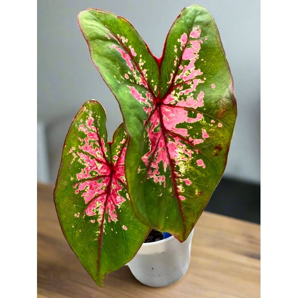 Blue Buddha Farm: Fire Chief Caladium (2 Bulbs) - Easy to Grow Indoor or  Outdoor Perennial Plant - Walmart Business Supplies