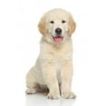 thumbnail image 2 of Golden Retriever Puppy Wall Mural by Wallmonkeys Peel and Stick Graphic (24 in H x 16 in W) WM51231, 2 of 4
