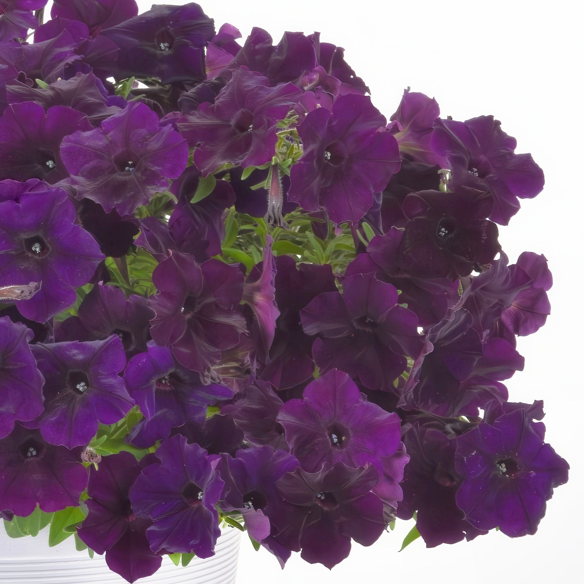 2.5 in. Petunia Easy Wave Navy Velour Petunia Live Annual Plant with Purple Flowers (6-Pack)