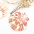 thumbnail image 2 of VONKY 200g/pack Natural Beach Shell&Conch Aquarium Fish Tank Landscaping Decoration, 2 of 6