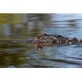 thumbnail image 2 of Jones, Adam 14x11 Gold Ornate Wood Framed with Double Matting Museum Art Print Titled - American alligator from eye level with water-Myakka River State Park-Florida, 2 of 4
