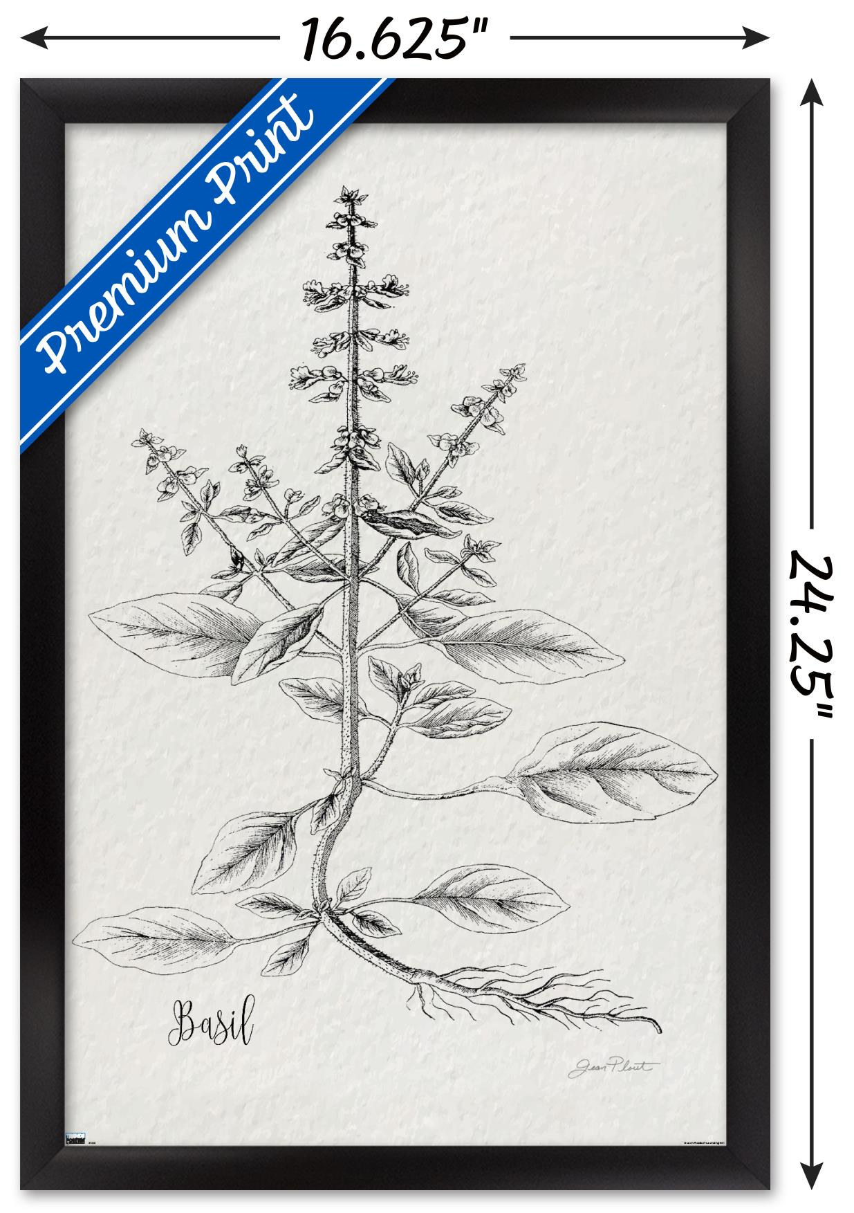 Jean Plout - Botanical Studies on Paper Basil Wall Poster, 14.725" x 22.375" Framed