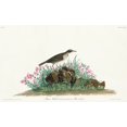 thumbnail image 2 of Audubon, John James 32x21 White Modern Wood Framed Museum Art Print Titled - Prairie Titlark, 2 of 4