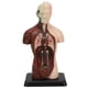 thumbnail image 5 of Modelo De Cuerpo Humano, Simulación De Modelo De Torso Humano Profesional Unisex Para Maestros Para Ayudas De Enseñanza, 5 of 7