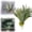 A, variant on 1PC Artificial Staghorn Fern, Fake Succulent Plants, Faux Frosted Greenery Antler Horn Grass， Tropical Air Plant for Indoor or Outdoor Decoration