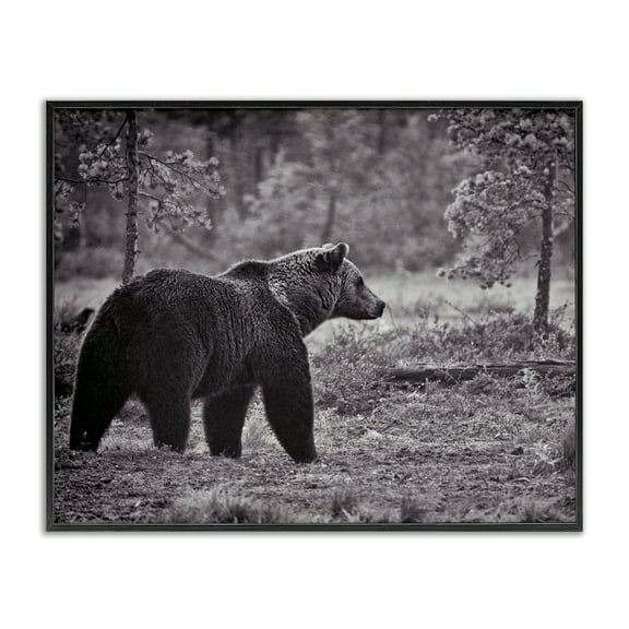 Stupell Industries Bear Stepping in Forest Animals & Insects Photography Black Framed Art Print Wall Art, 14 x 11