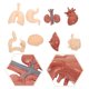 thumbnail image 3 of FELTECHELECTR juego de modelos de órganos humanos, accesorios didácticos, modelos cognitivos del cuerpo humano, 3 of 7