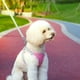 thumbnail image 5 of Arnés para perros perfecl Chaleco acolchado suave ajustable reflectante rosa S, 5 of 8