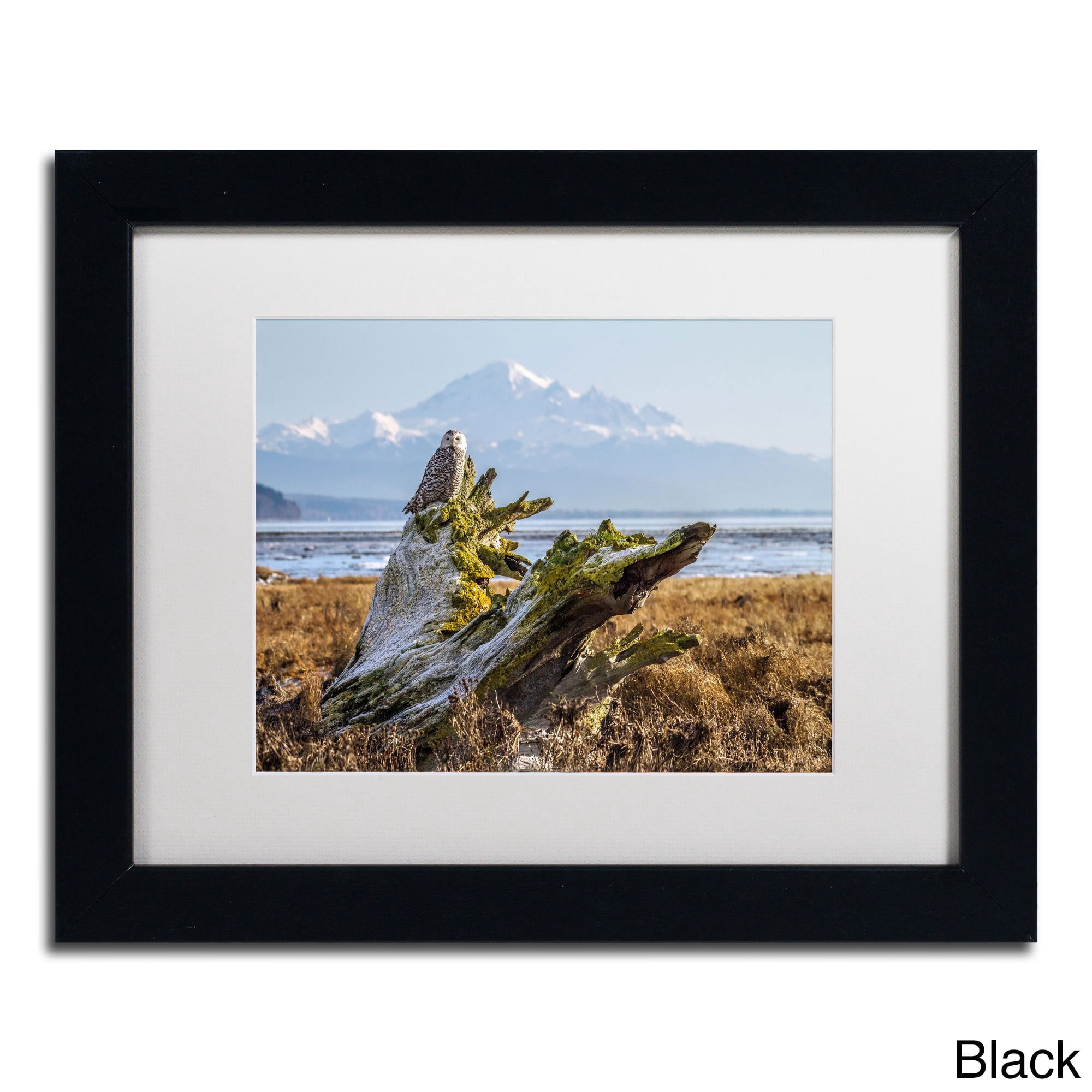 Trademark Fine Art "Snowy Owl" Canvas Art by Pierre Leclerc, White Matte/Wood Frame